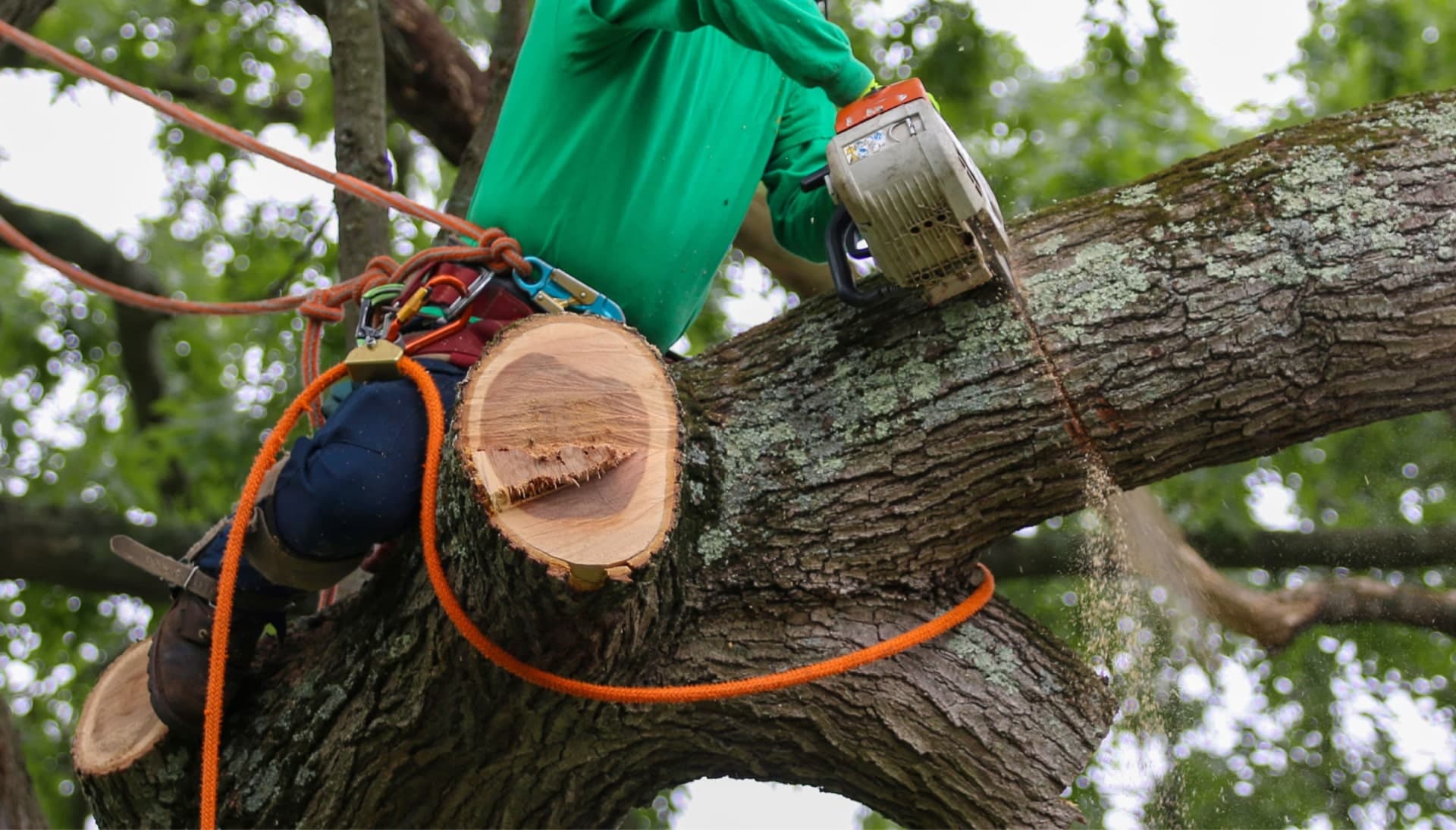 Shed your worries away with best tree removal in Oklahoma City
