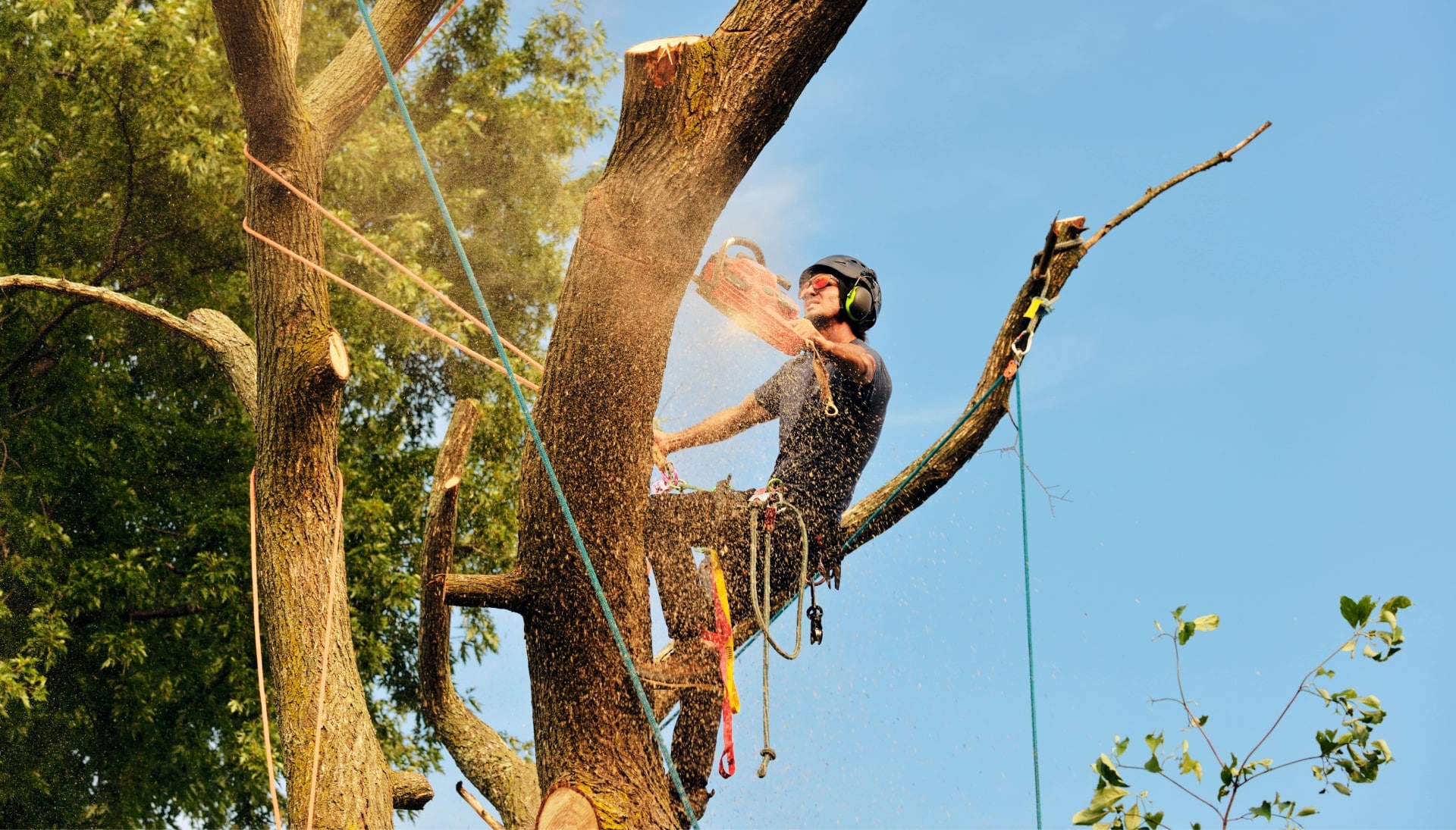 Get rid of tree problems with the expert tree removal contractors in Oklahoma City