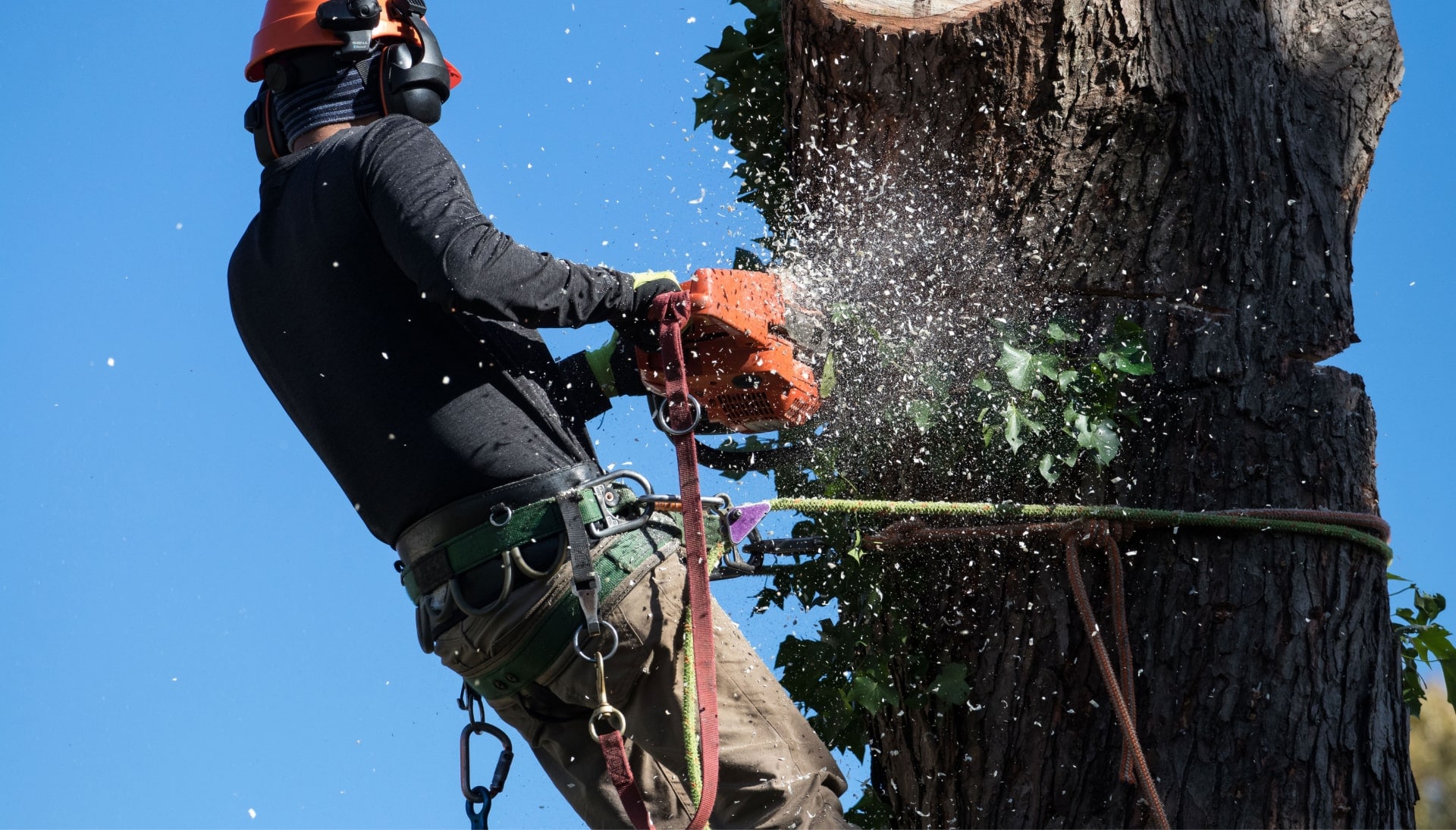 Professional Tree removal solutions in Oklahoma City